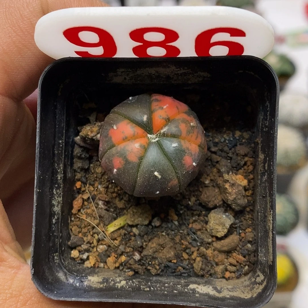 986福利特价来了哦耶