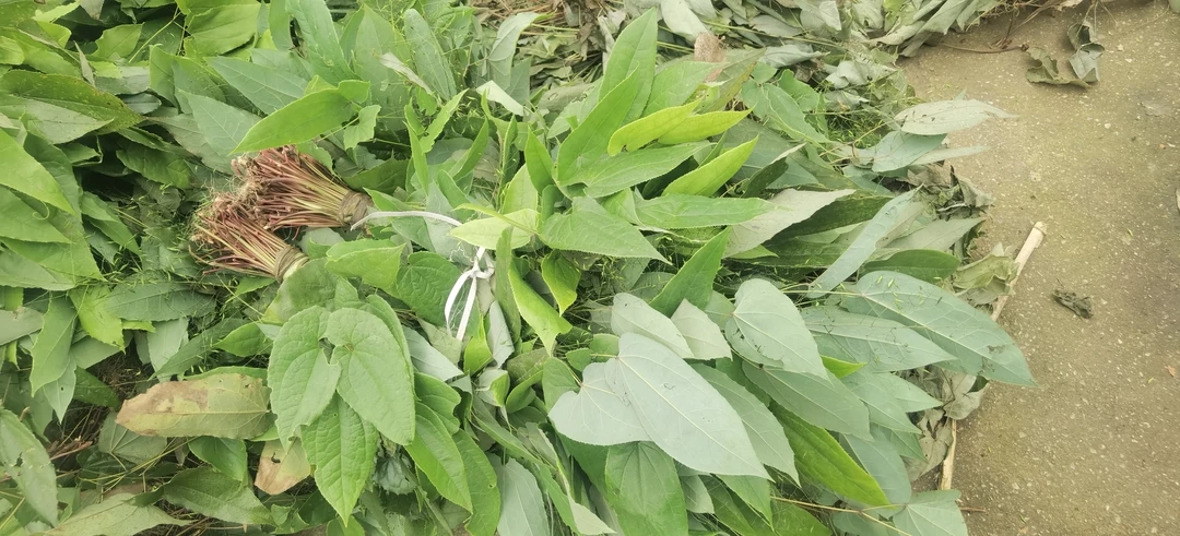 湖南野生三枝九叶草