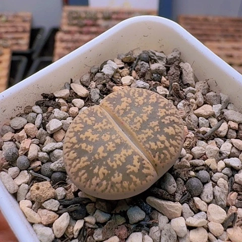风*月2050C32紫勋脱土发货