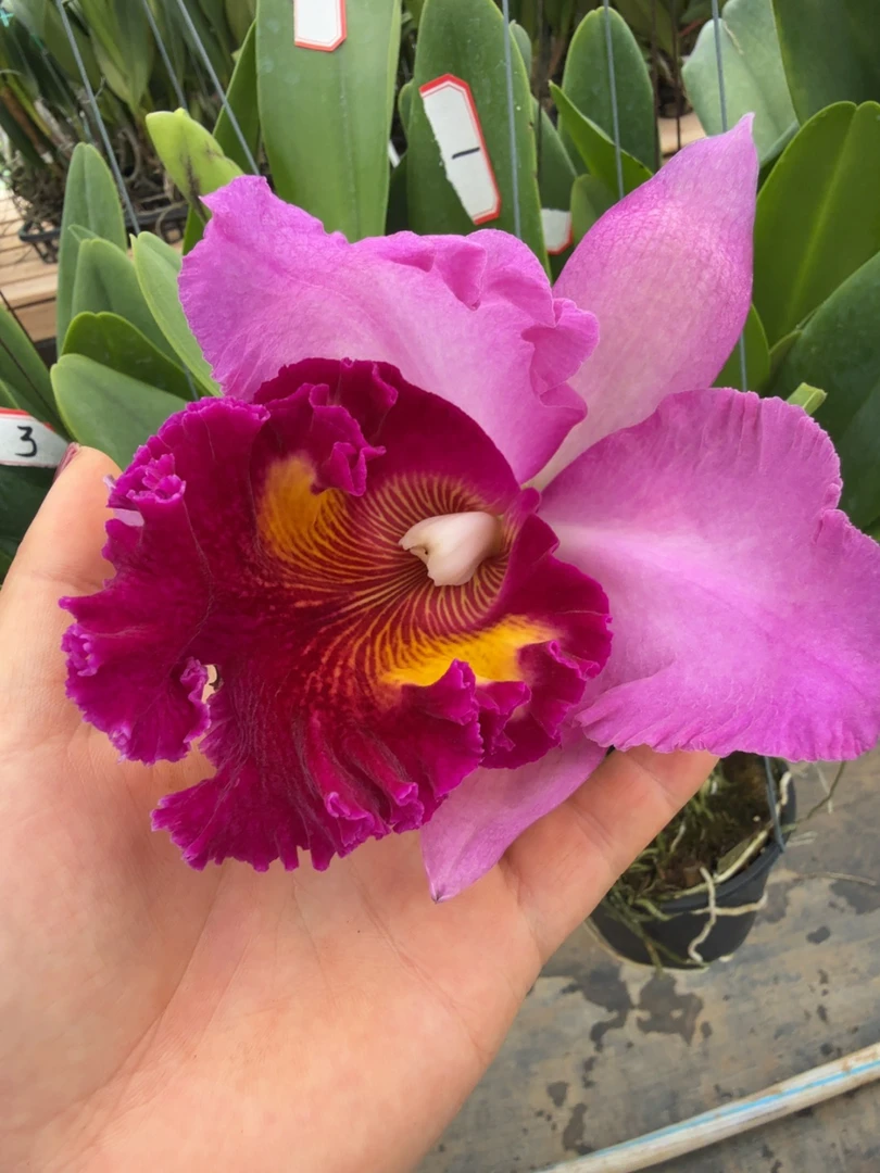 景秀|定制专拍卡特兰