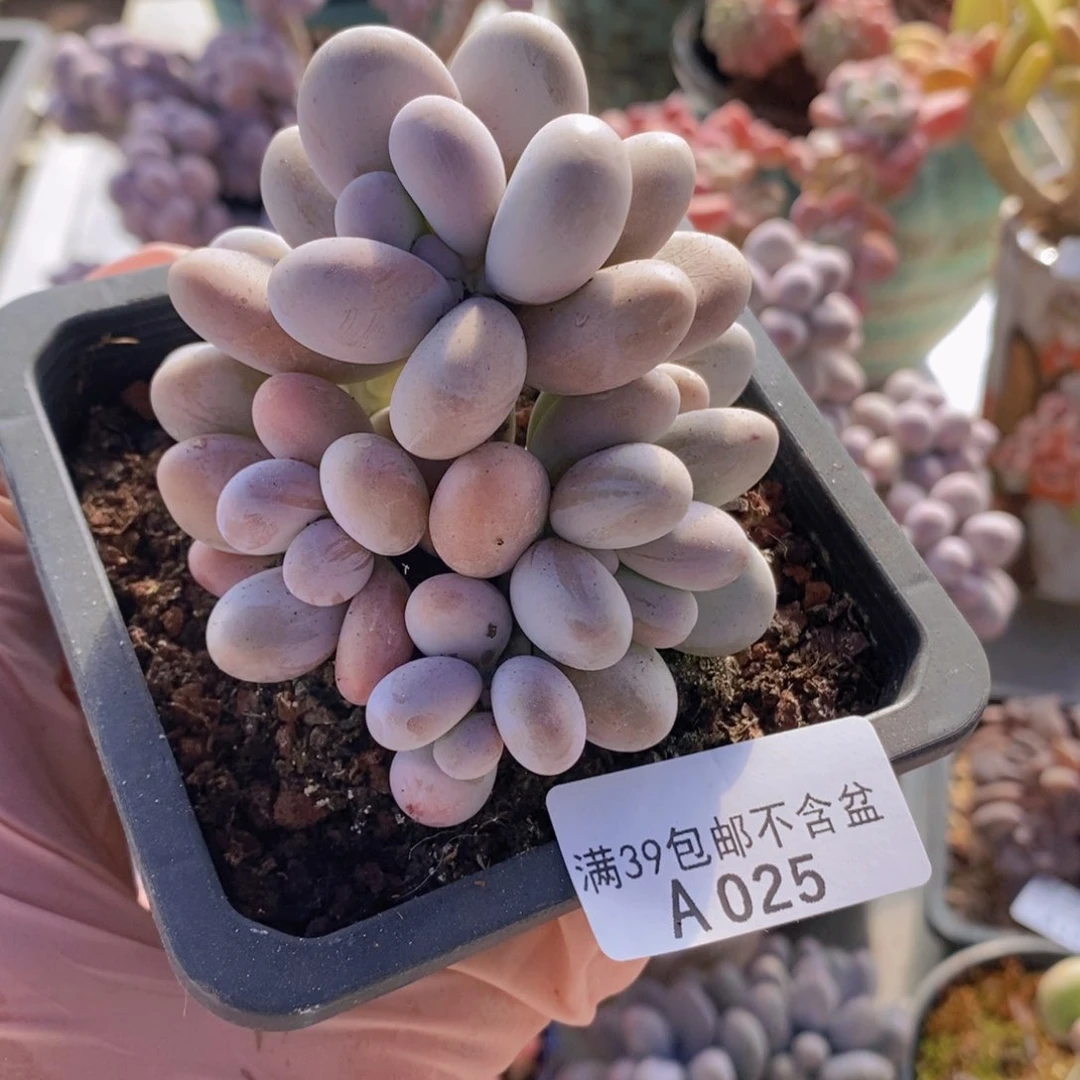 水光针奶酪7cm025多肉植物
