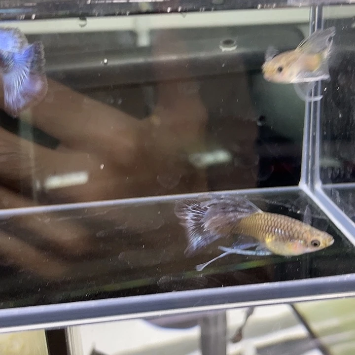 海水鱼蓝礼服一公两母