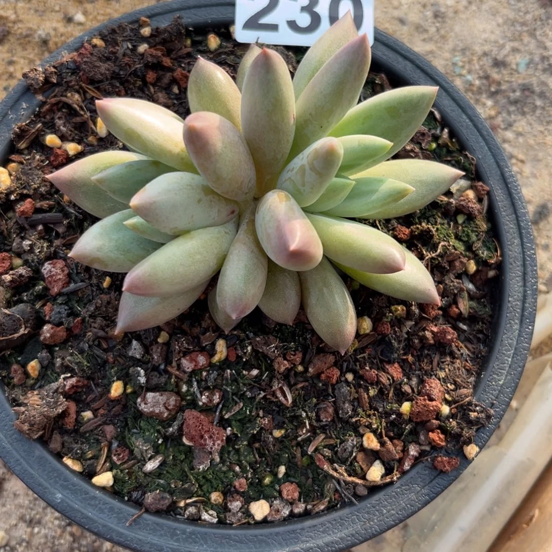 230水晶球多肉植物