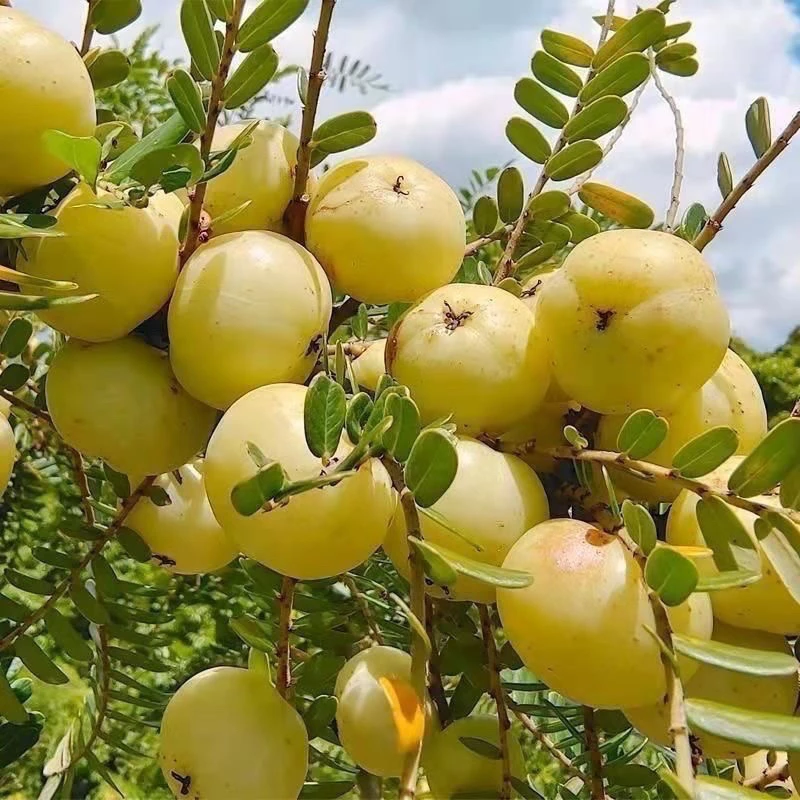 新鲜现摘潮汕柿饼甜种油甘果子青油甘果崩坎油柑孕妇水果甘子包邮