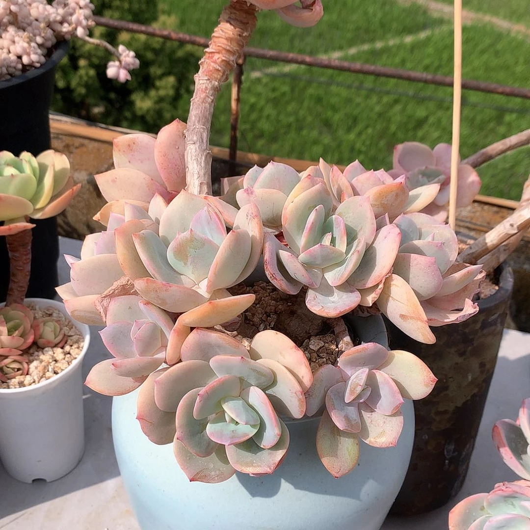 白凤多肉植物一颗