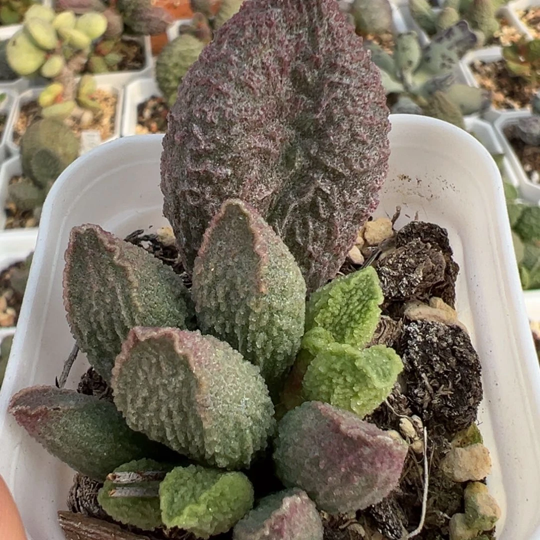 粉色超大实生新品大苗