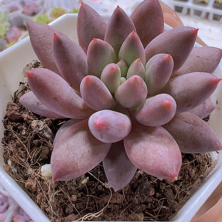 水晶球19包邮多肉植物