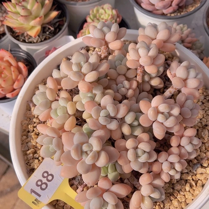 健健康康平平安安