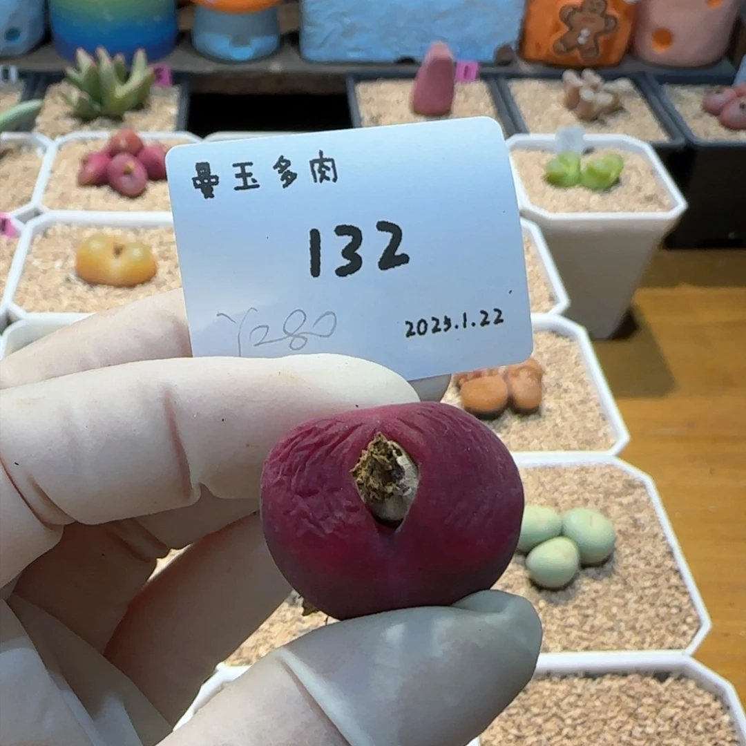 王****厚多肉多肉多肉1.22-132