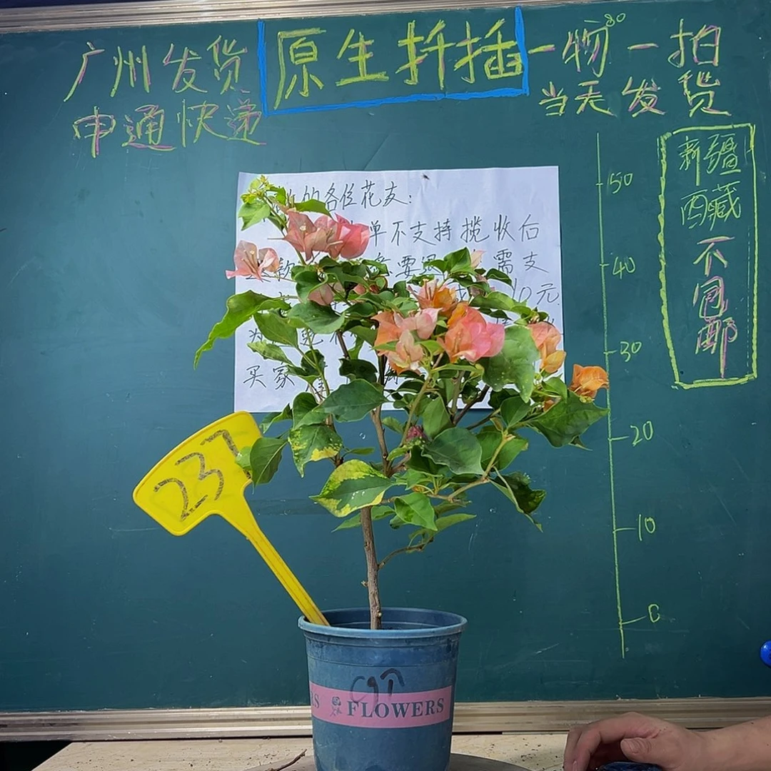 当前无花栽培后可以开花 橙九月 237