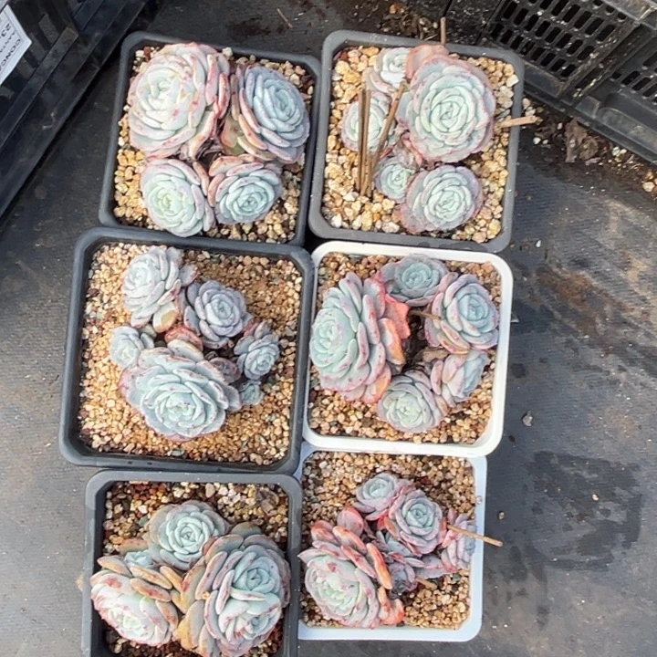 波浪风6颗000000000000