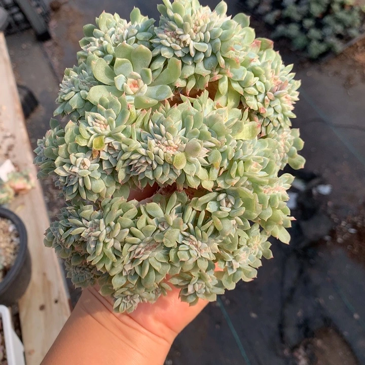 无花朵冰魄缀化多肉植物