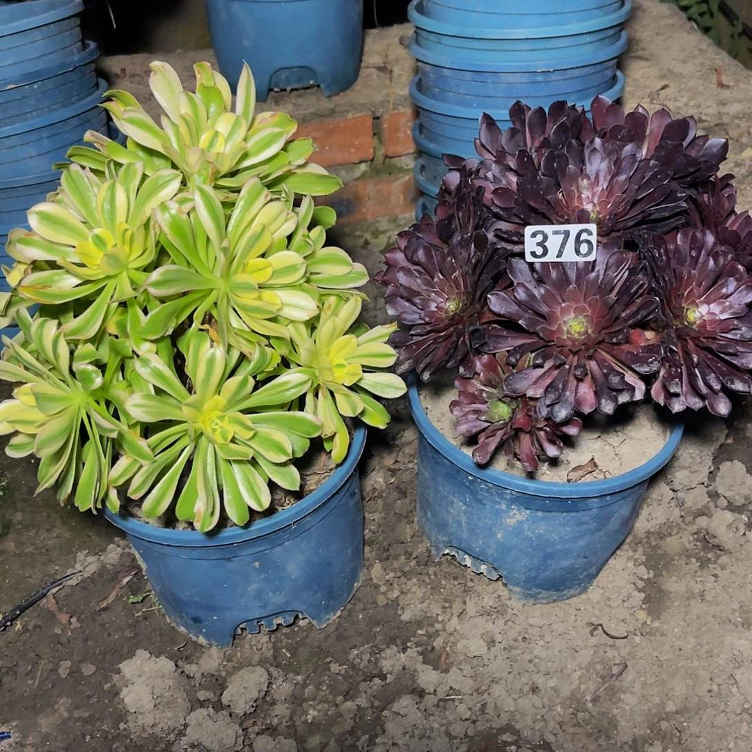 两盆法师13-1%包邮法师