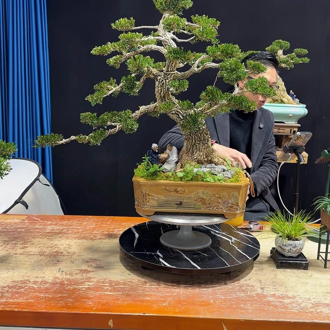 黄杨室内室外盆景艺术