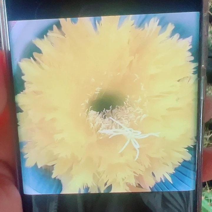 毛花柱黄锯齿侧芽拍一发二
