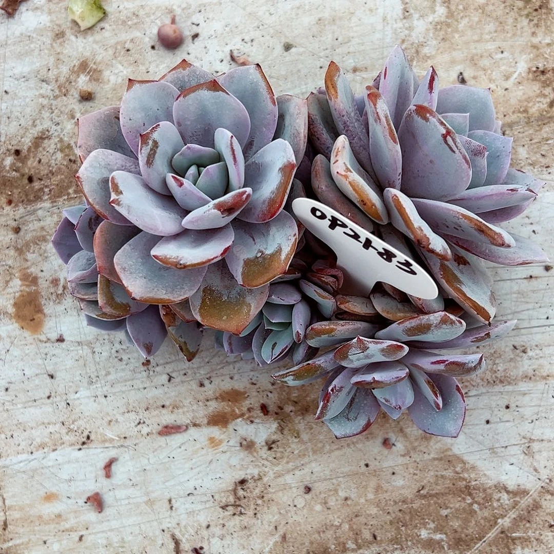 0921-183高桩奶茶。