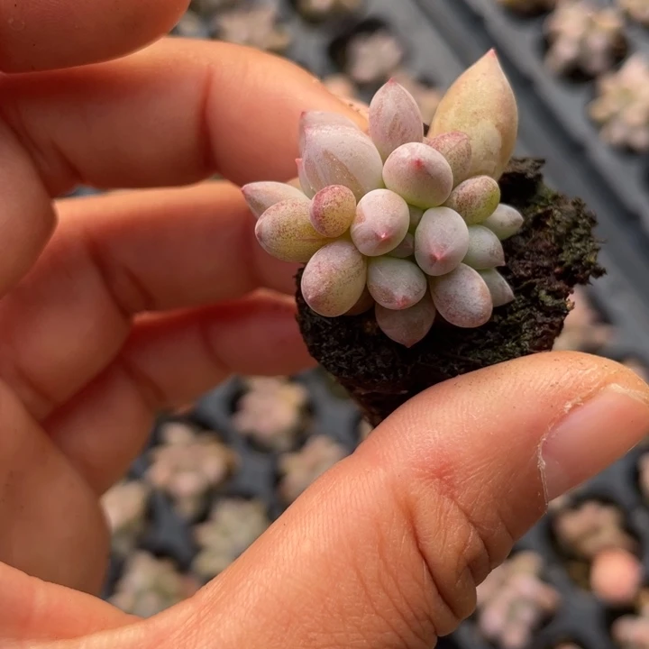 粉姬发2颗满18包邮