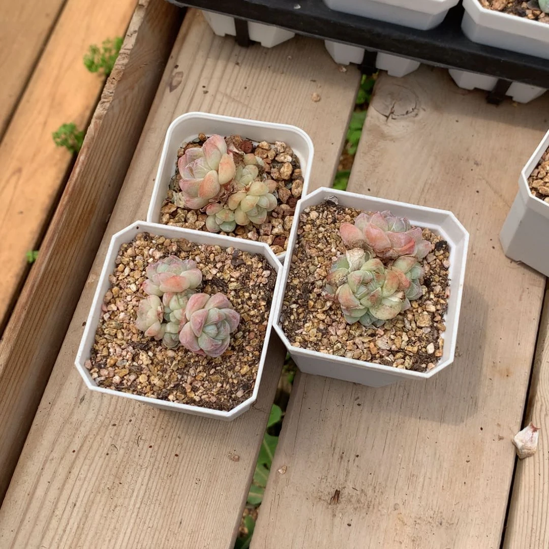 会***年1161冰玉三颗多肉11111