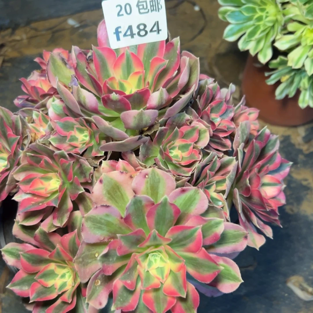 484女巫，满20包邮嘟叮熊