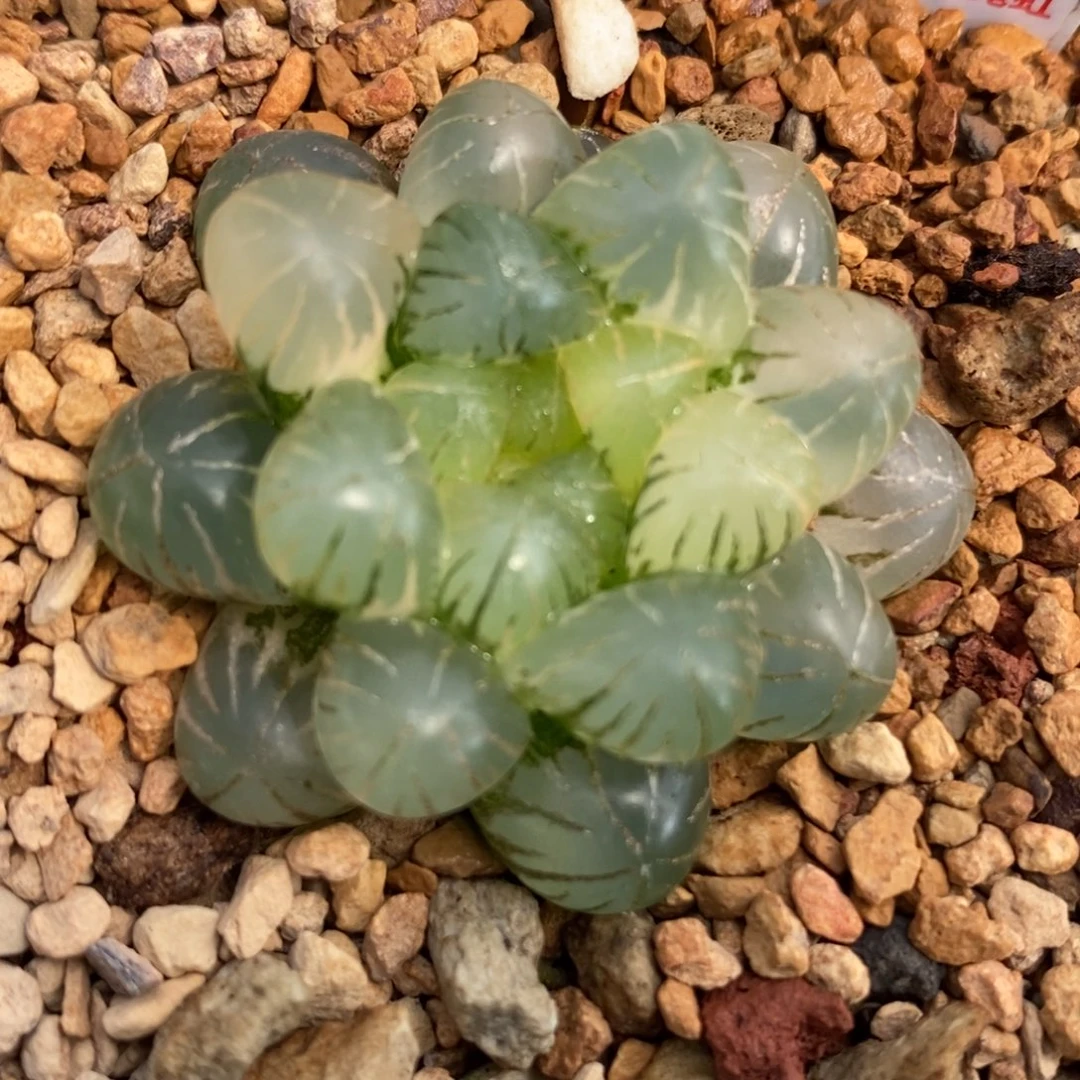 50姬玉露锦一物一拍