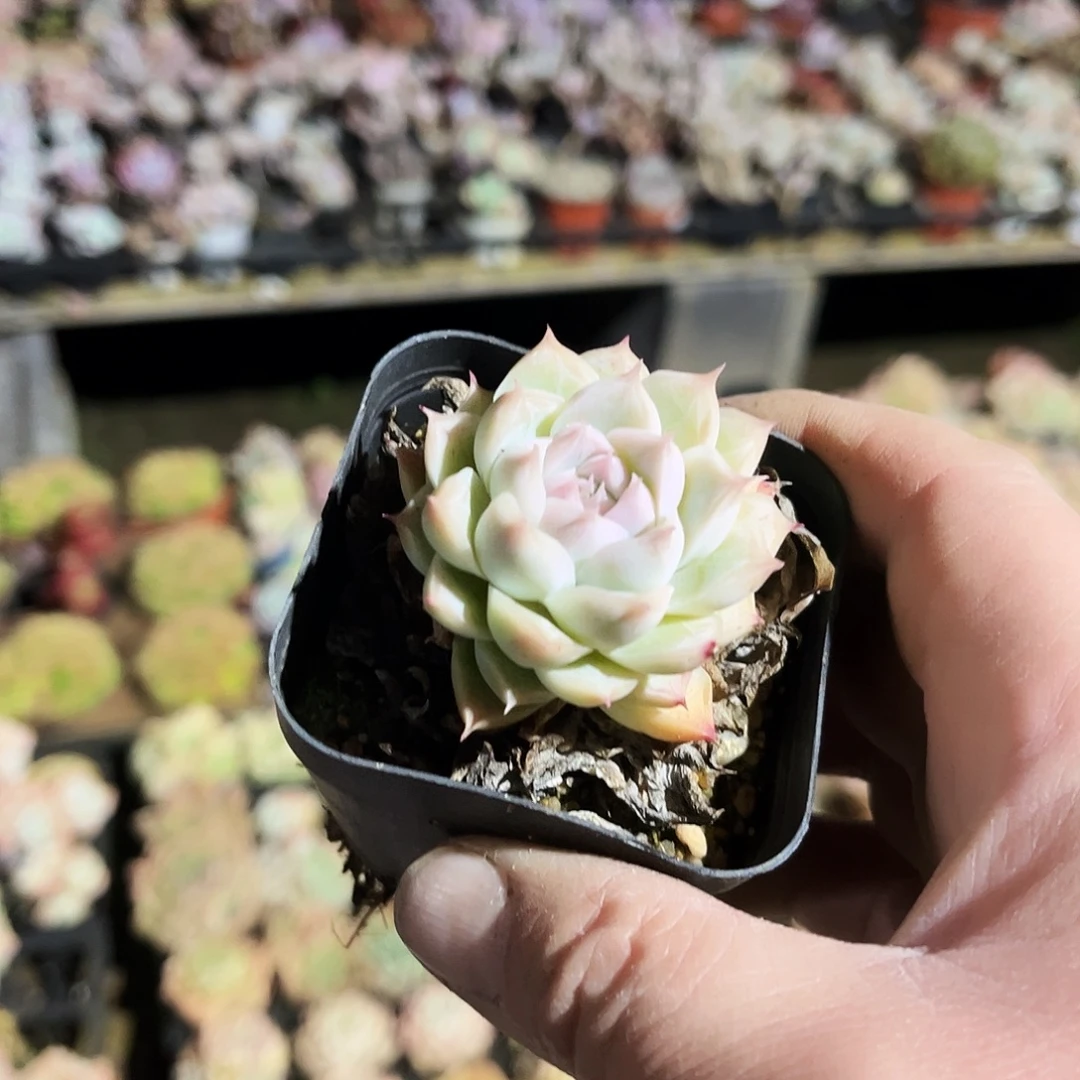 简***～190多肉植物提取萃取剂