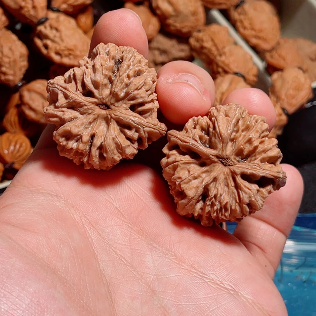 36全品蟾型野生小众