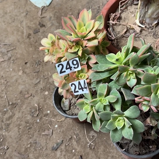 一*多肉植物两个有伤