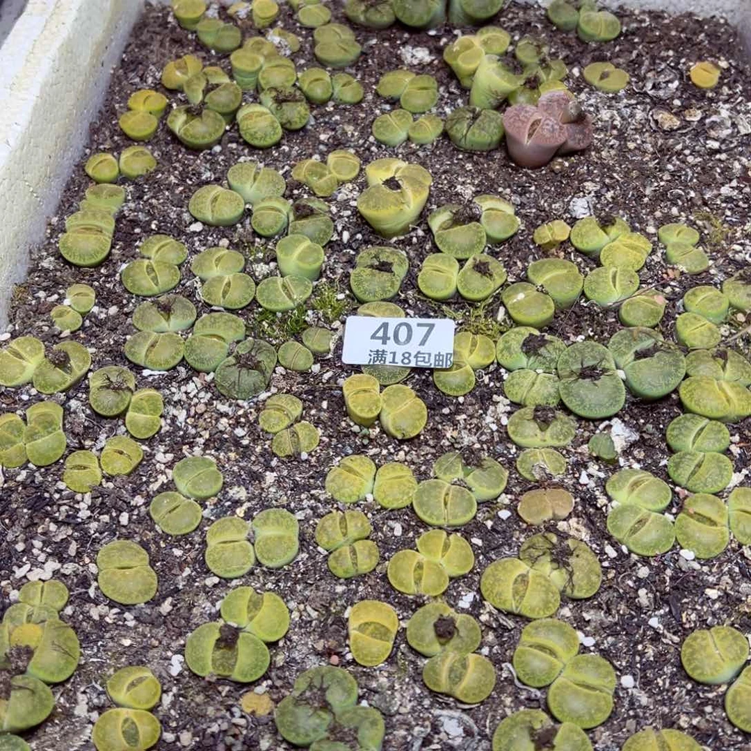 【闪购商品】407 5颗双头绿紫熏。