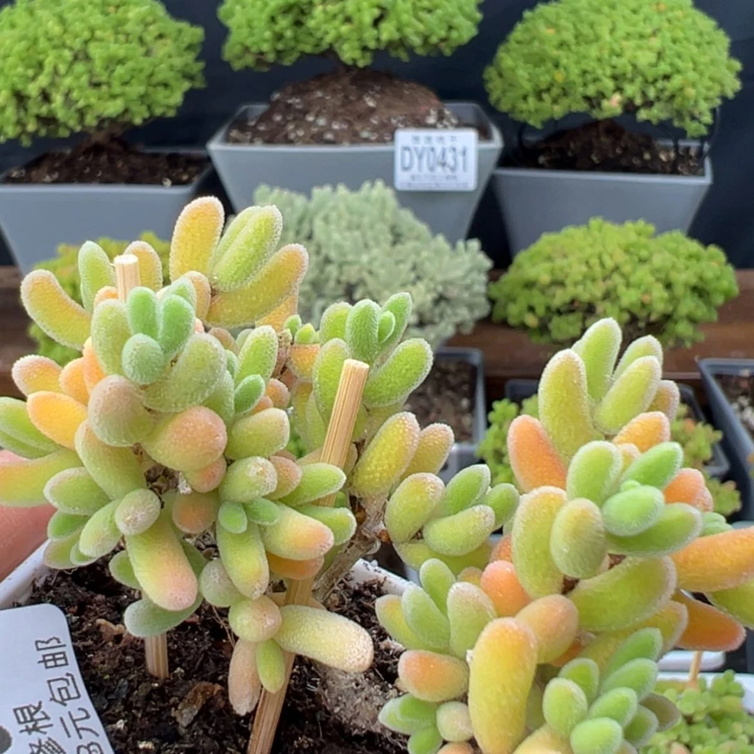 【闪购商品】dy0391荔枝糯米糍冠幅6cm