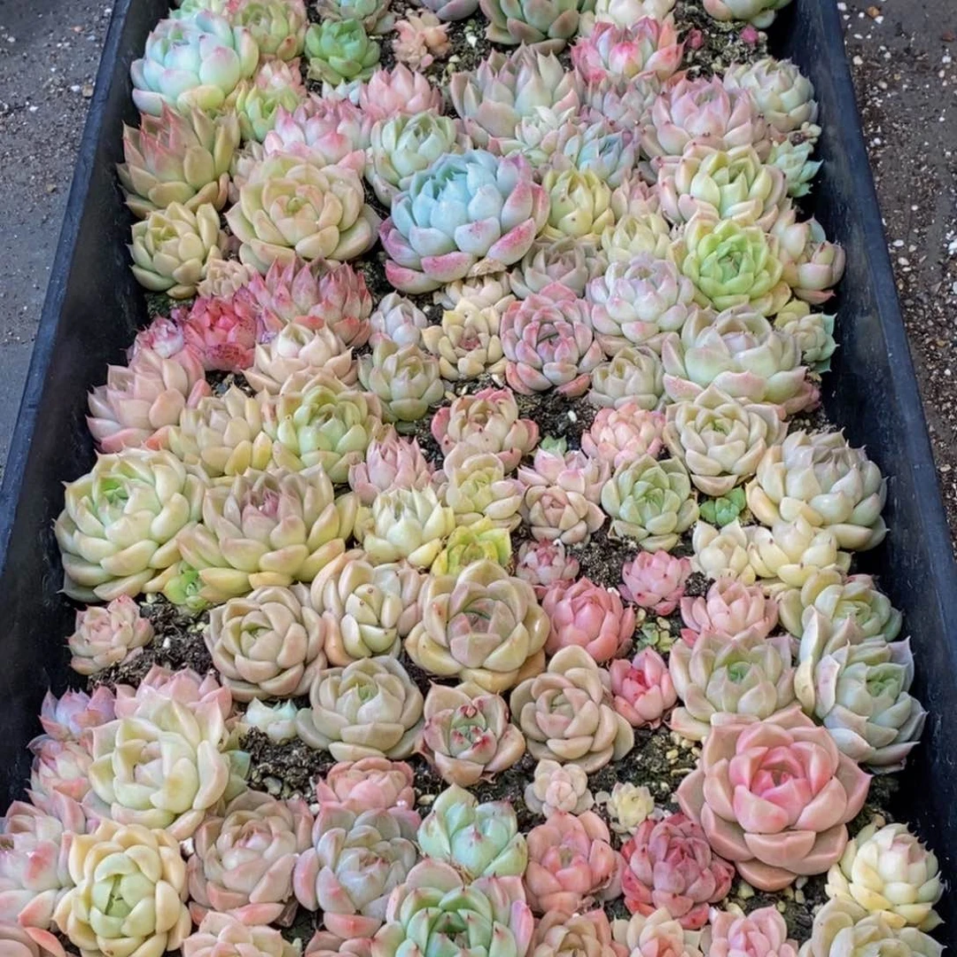 448多肉植物纤维面膜的功效