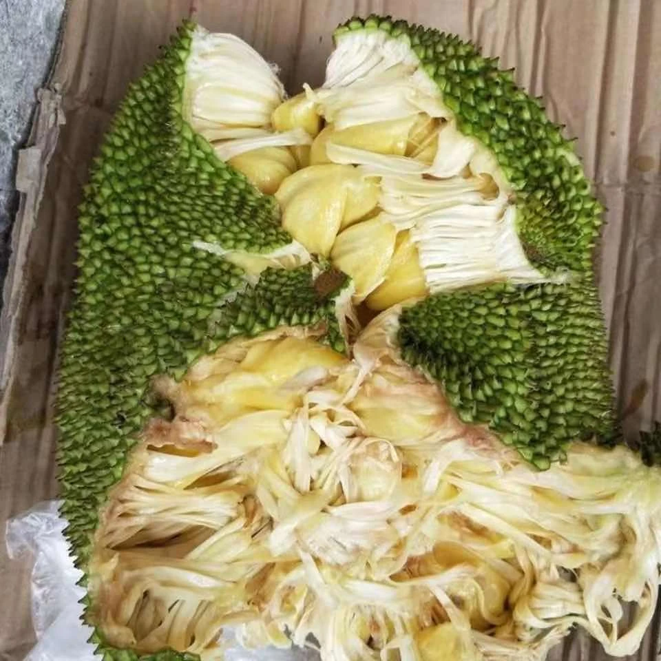 湿包菠萝蜜茂名湿苞品种香甜可口软檽新鲜树菠萝整个手撕云南发货