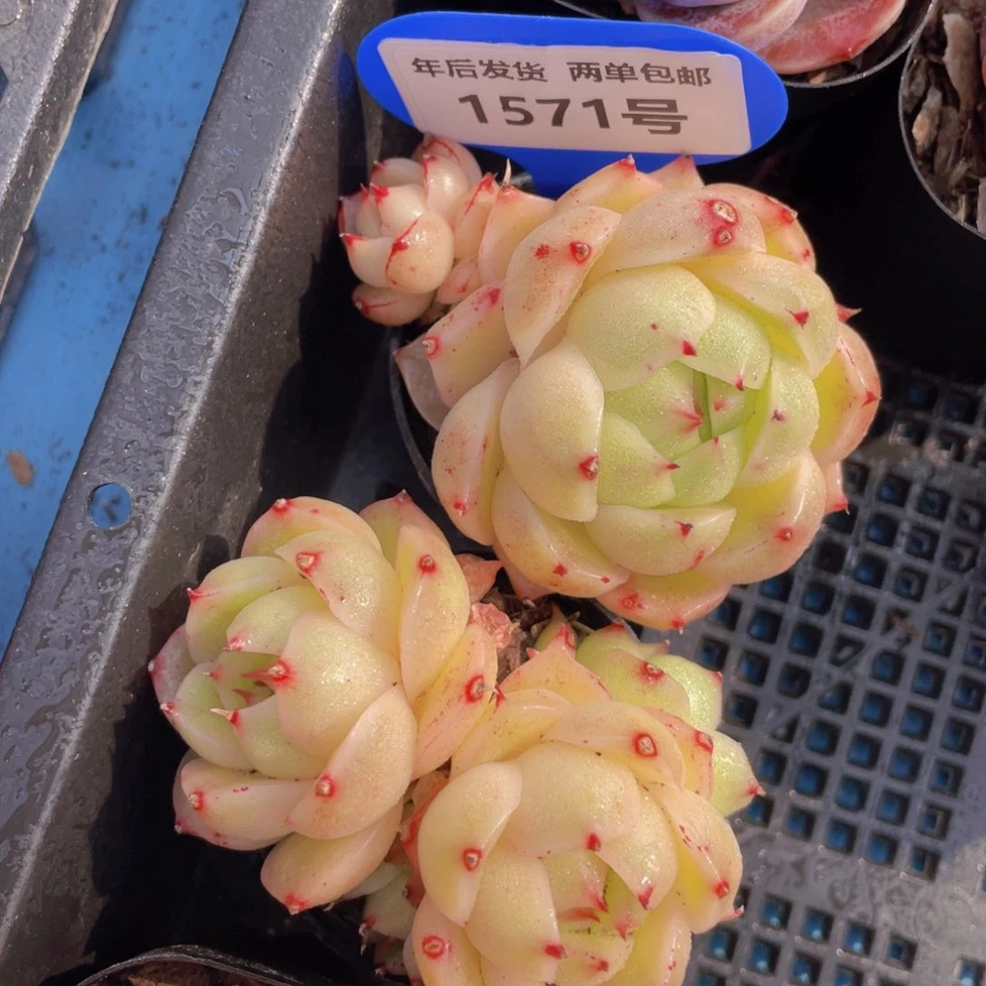 1571号凤凰火麦秆双头一个