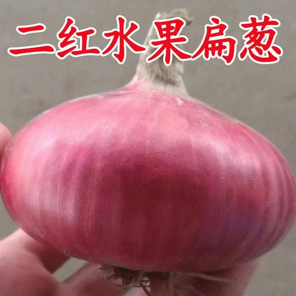 【精挑细选 带箱十斤】山东二红扁葱肉厚多汁水果洋葱生吃甜脆应季土特产新鲜二红紫皮洋葱