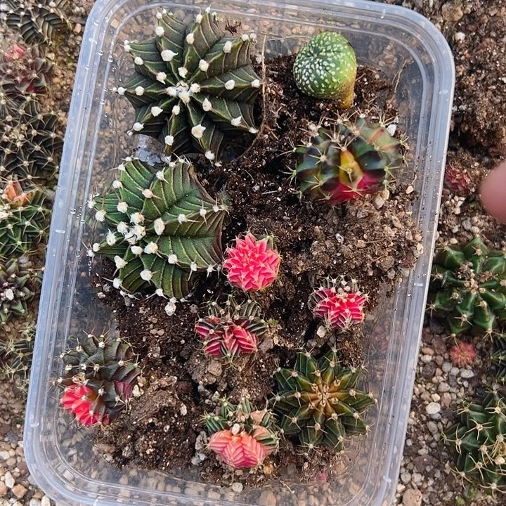 当前无花栽培后可以开花420