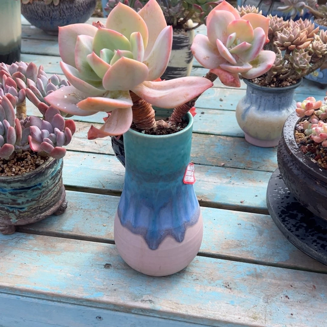 莲***忆白凤多肉植物脱下