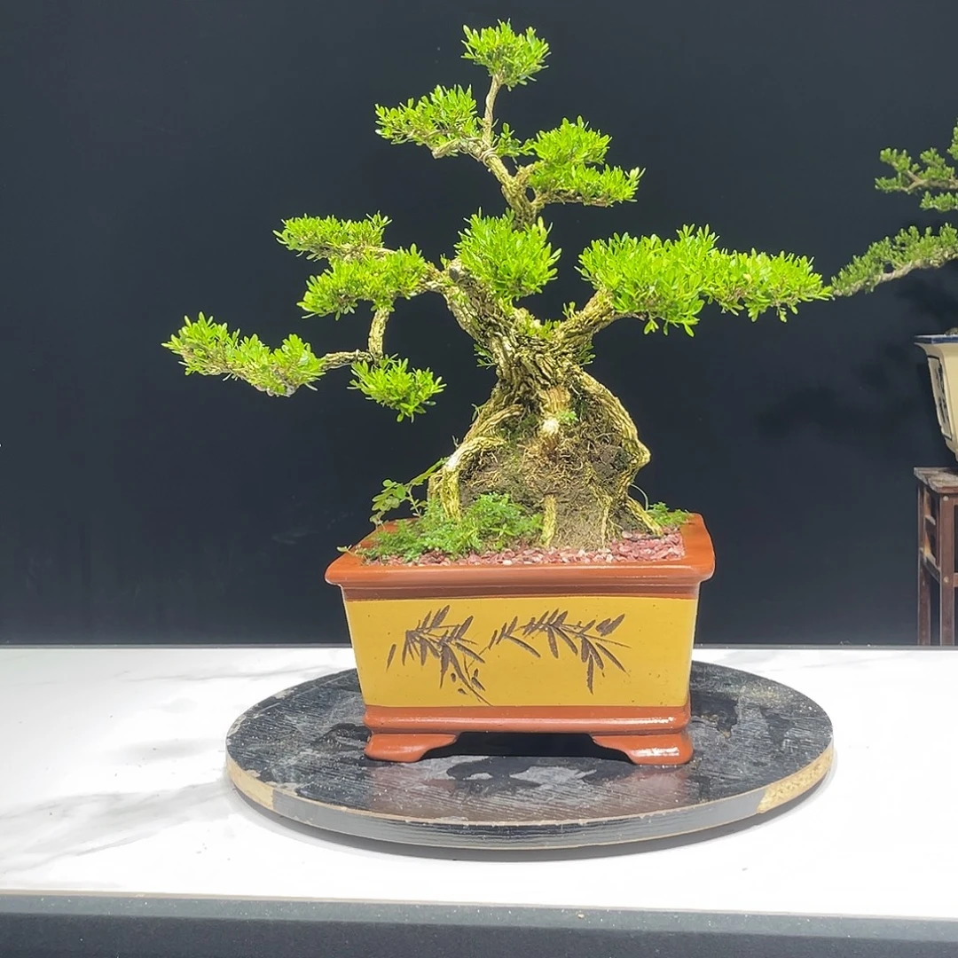 当前无花栽培后可以开花