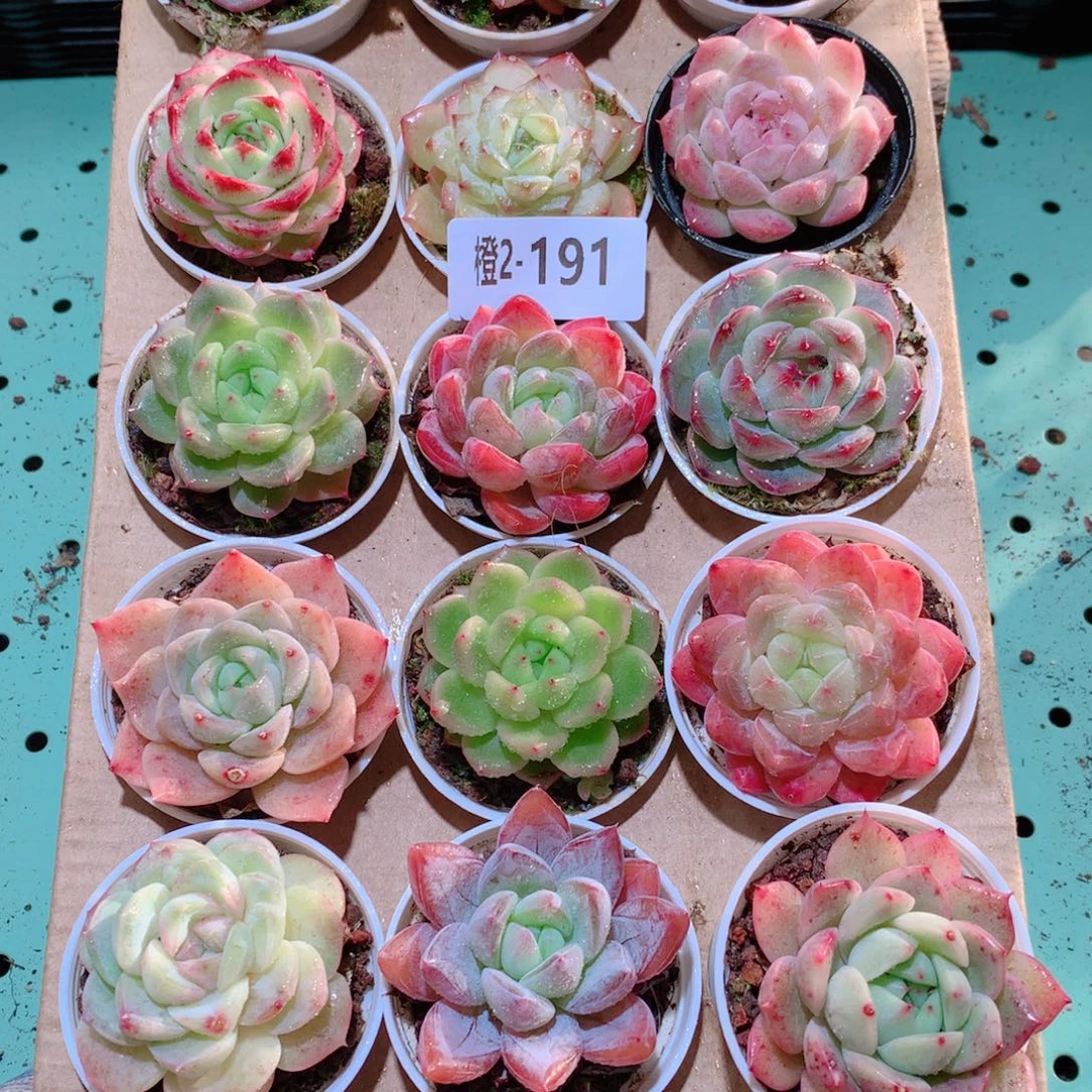 2-191一物一拍多肉带盆18颗