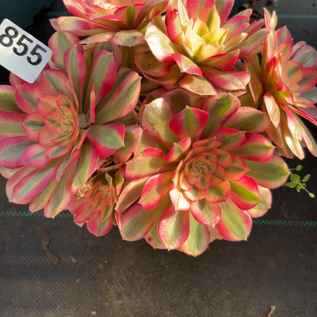 855倾城多肉植物福利