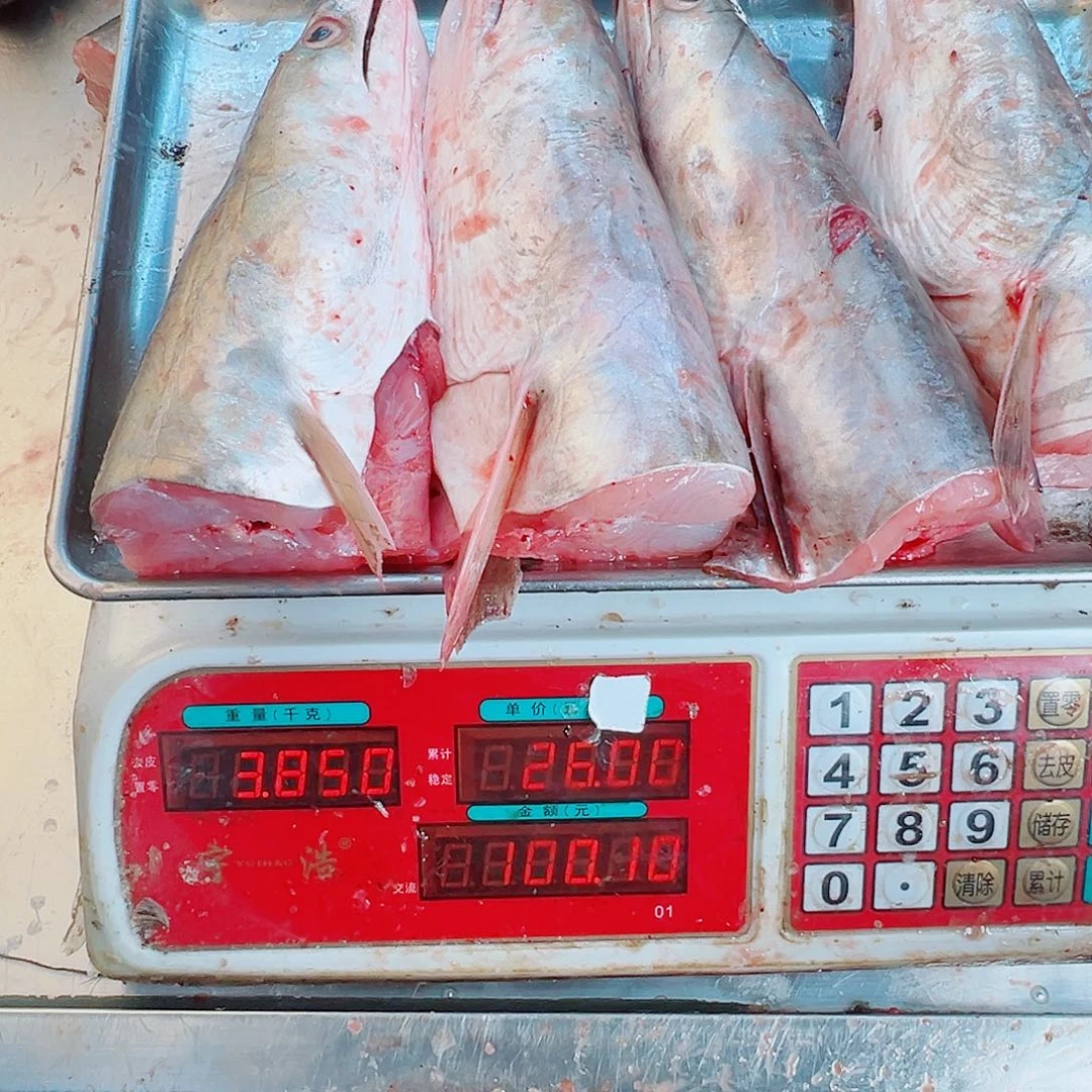 中国大陆四个鳗鱼头