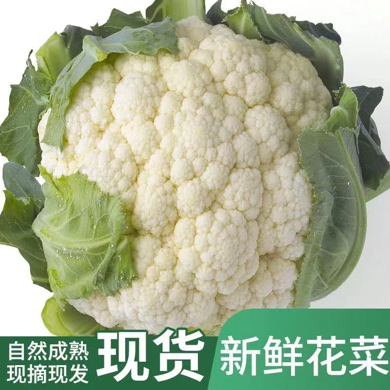 露天种植应季新鲜现砍现发老式实心花菜花椰菜