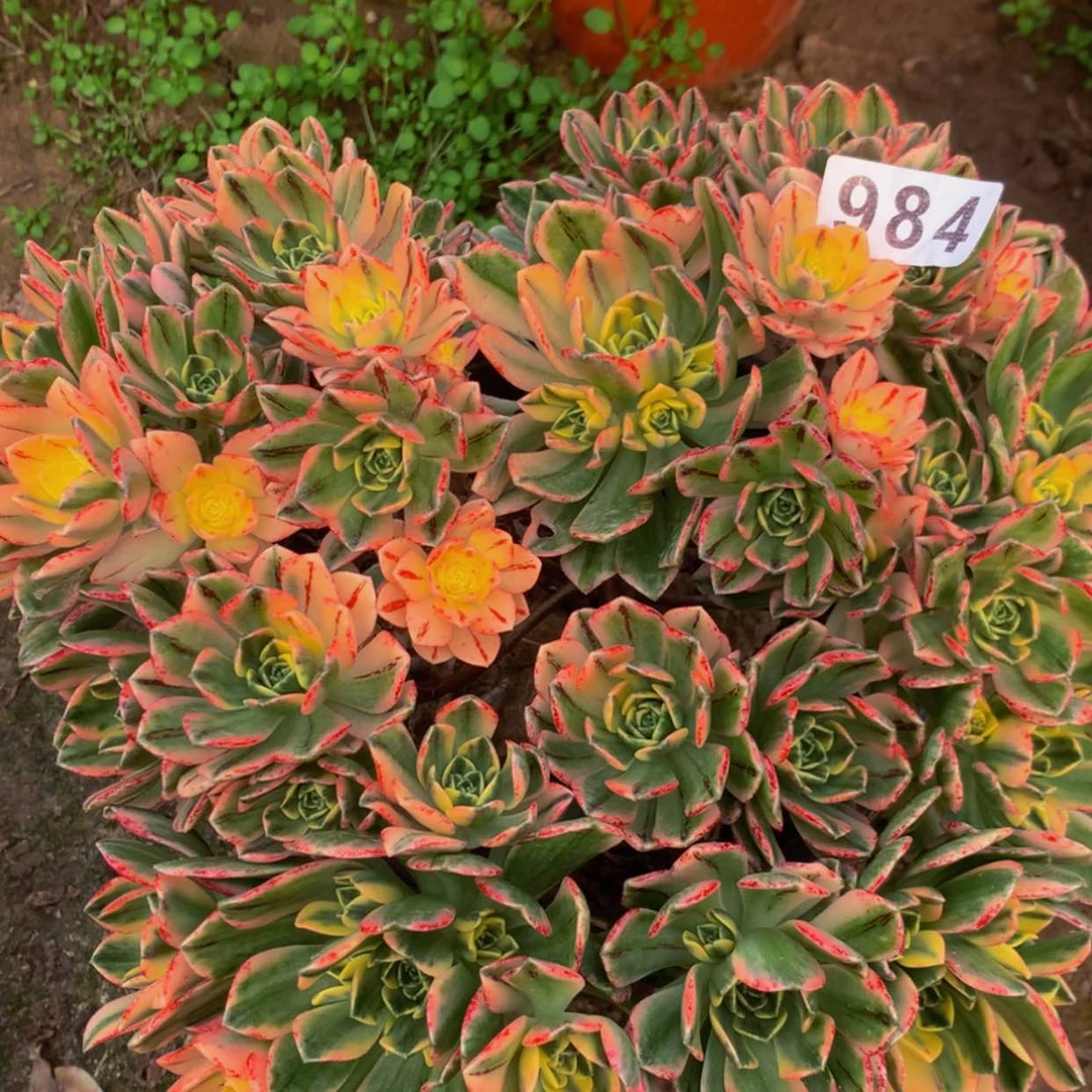 【闪购商品】984甜茶多肉