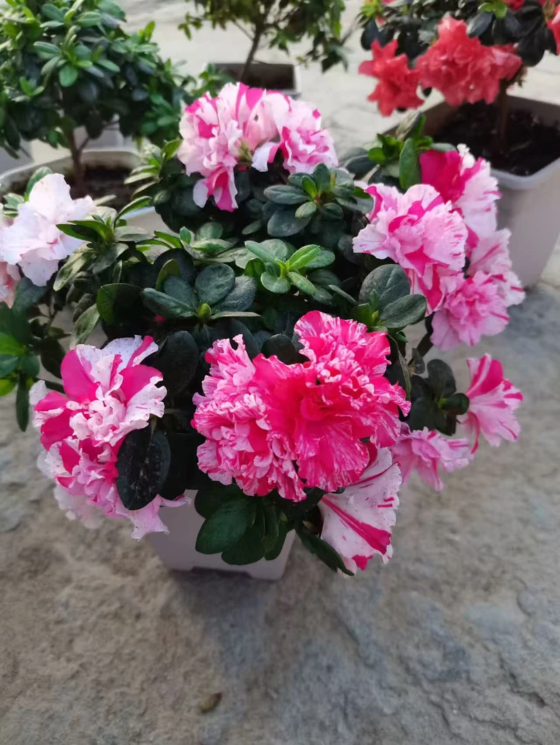 【五宝喷砂杜鹃】比利时四季花卉盆栽阳台客厅桌面花卉四季好养活