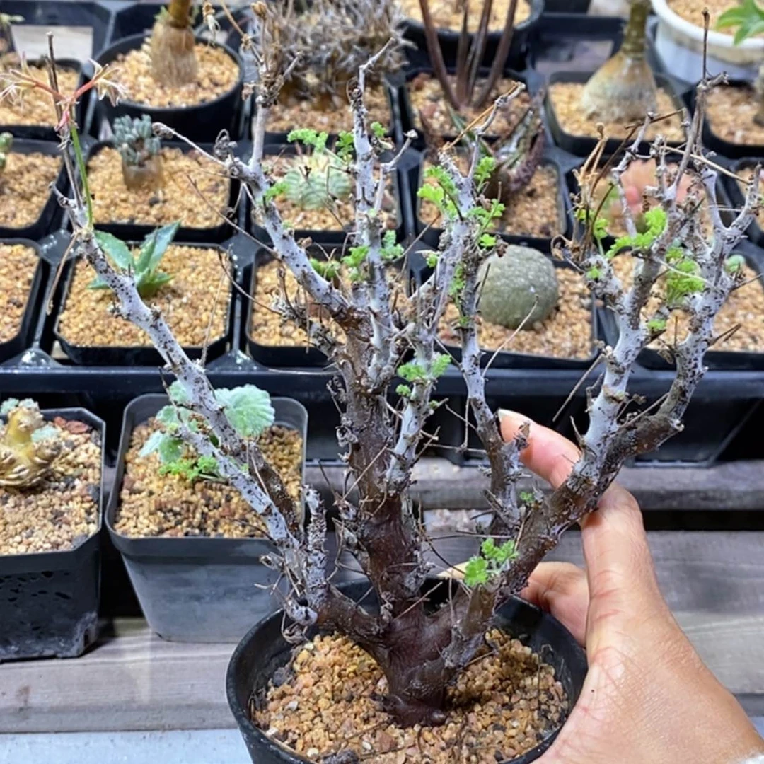 【闪购商品】沙漠洋葵