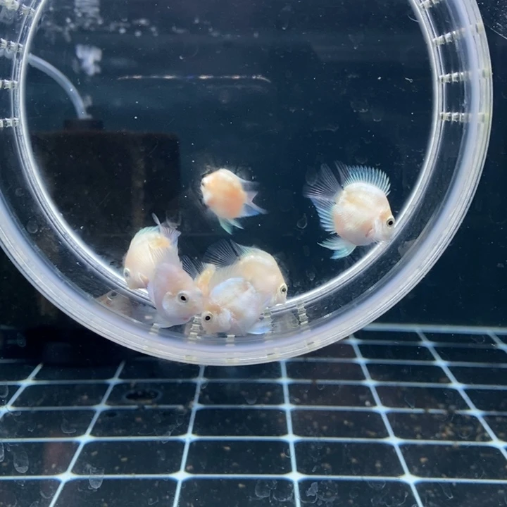 鹦鹉鱼白金一组六条