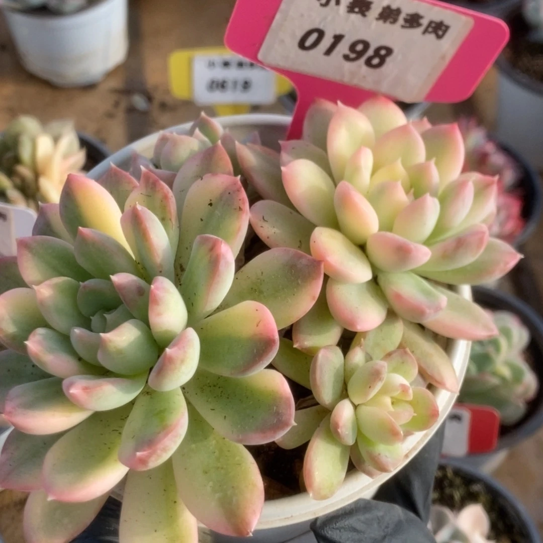 198樱桃锦锦锦锦锦锦