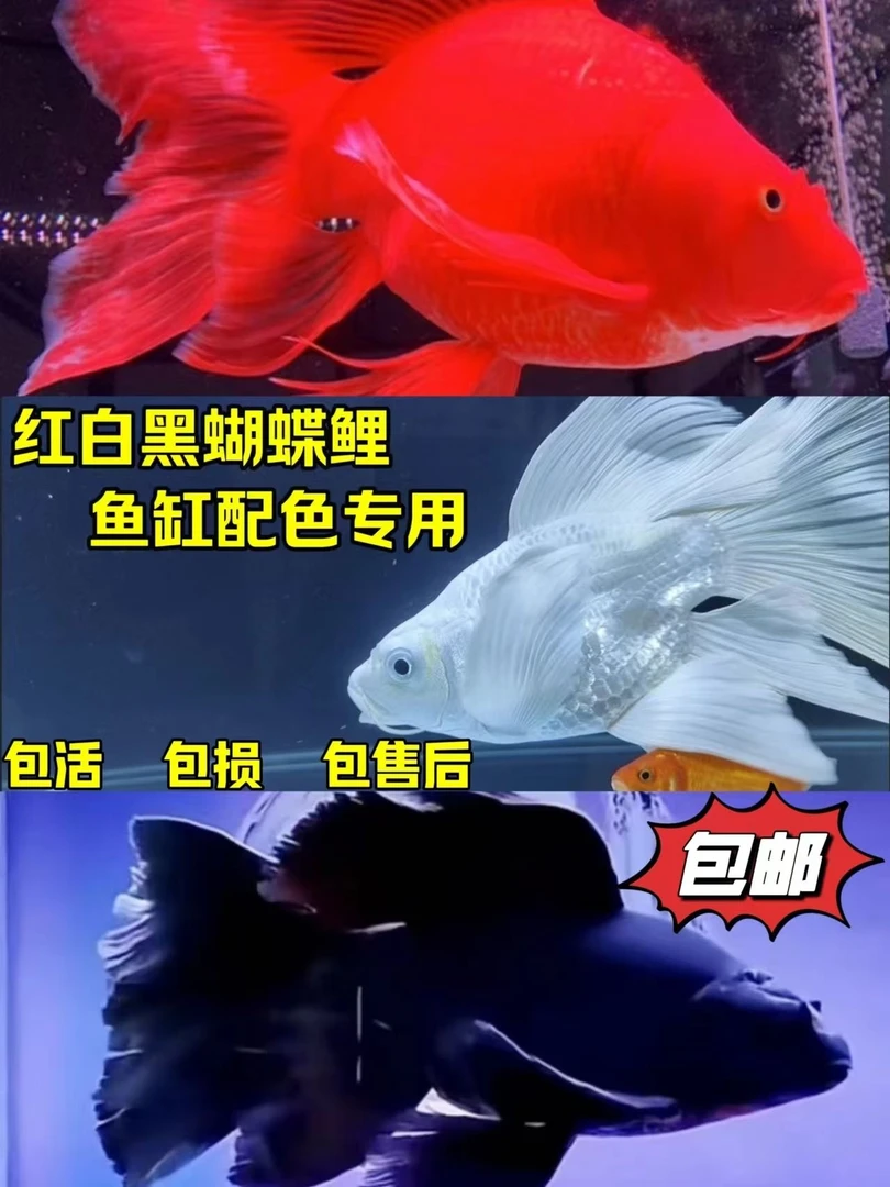 直播专用蝴蝶鲤三色搭配链接