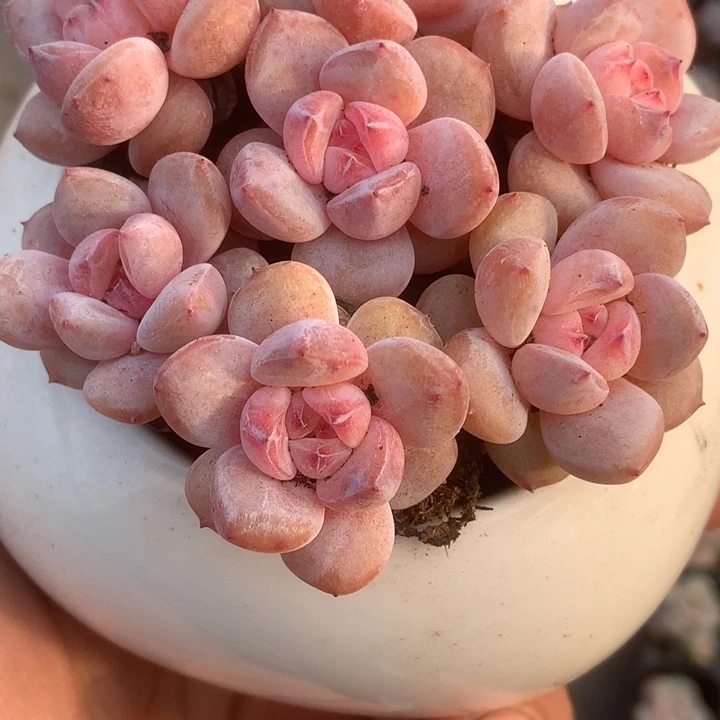 樱花奶7颗。（满9.99包邮不满9.99发叶子）