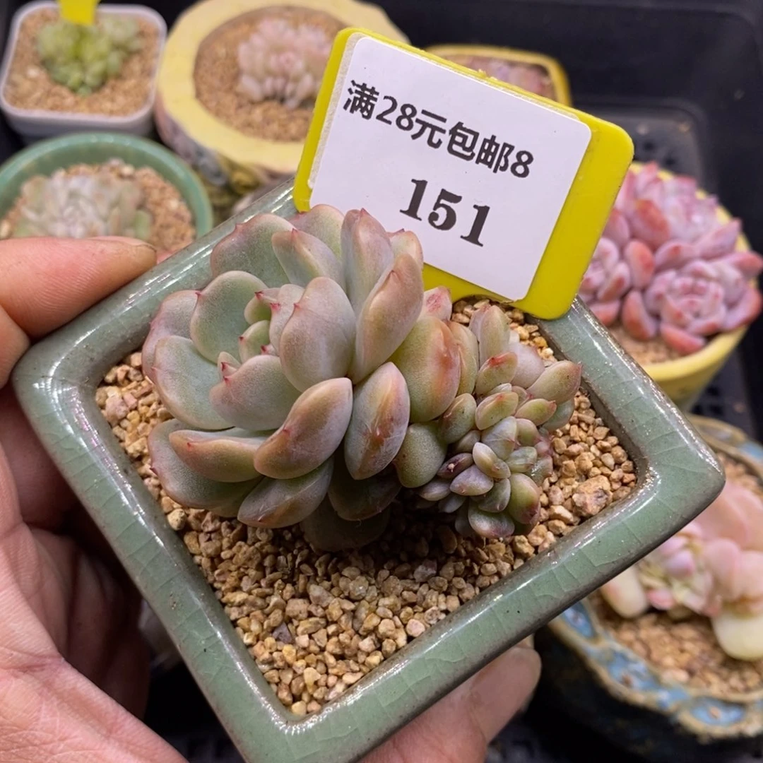 8151红恋缀多肉植物