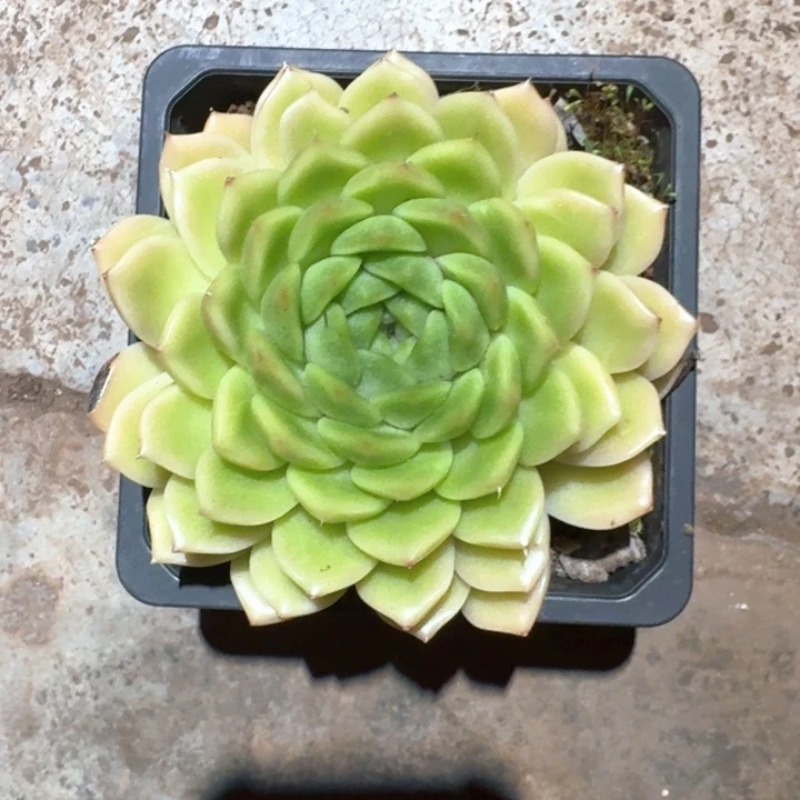 专拍链接多肉精品繁星