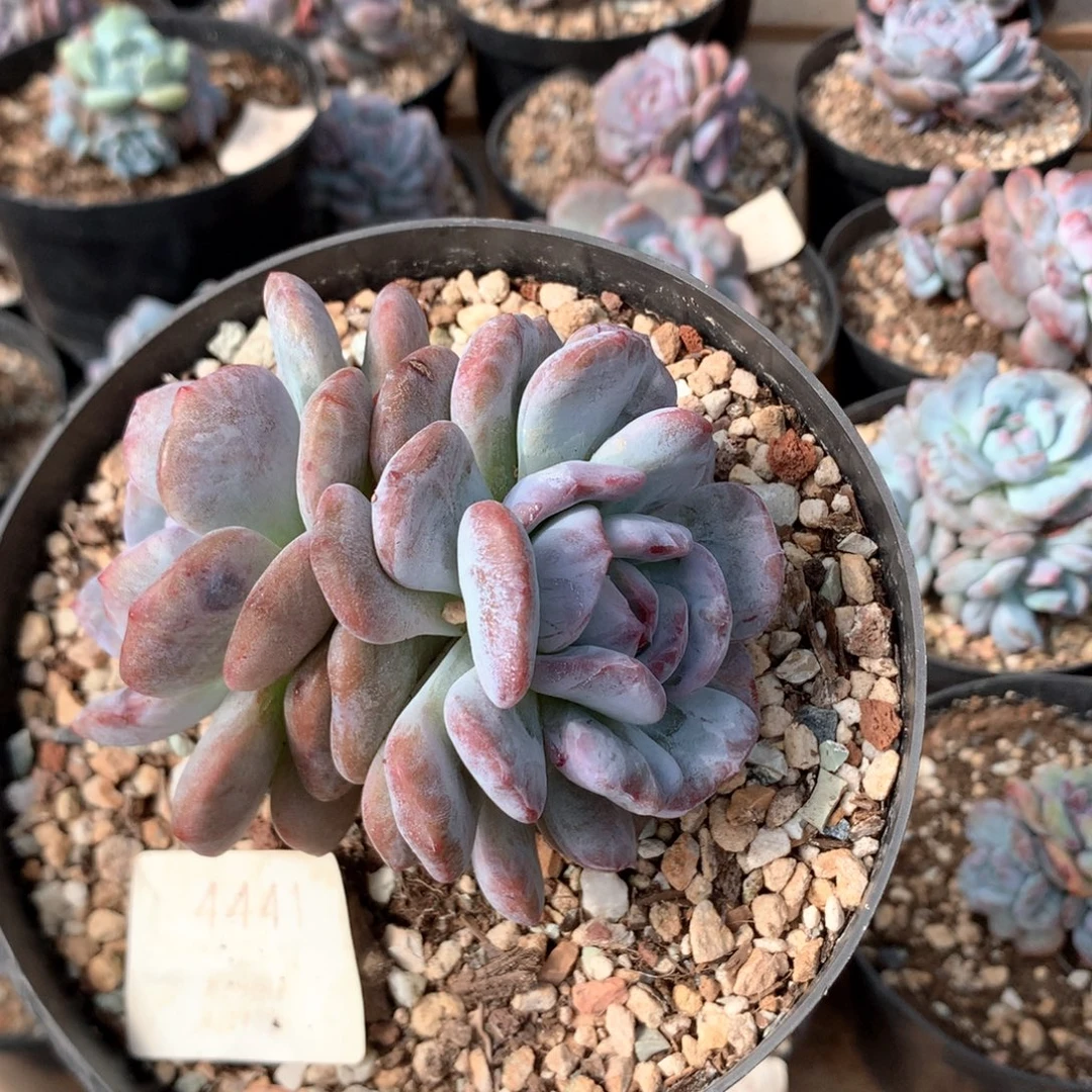 10厘米双头星影石化 4441